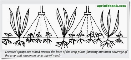 Anatomical Differences Between Crop and Weed