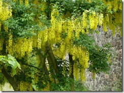 sm laburnum