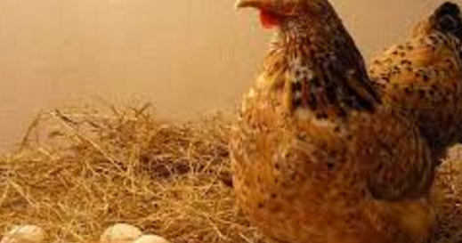 Asal Usul Ayam dan Telur - Kangsoma.com