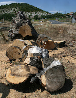 Chopped up tree