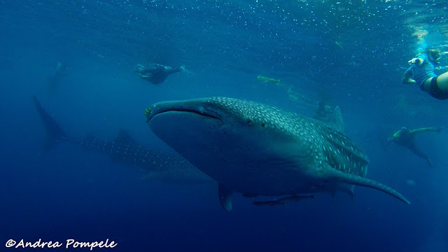 Whale Sharks Mafia Island tanzania