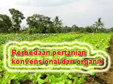 "perbedaan pertanian konvensional dan organik"