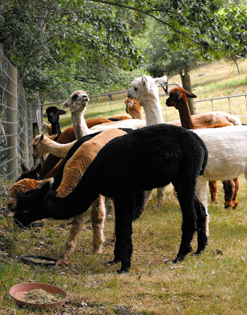 Feeding time for the alpacas