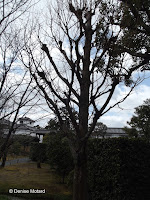 Dawn redwood - Shosei-en Garden, Kyoto, Japan