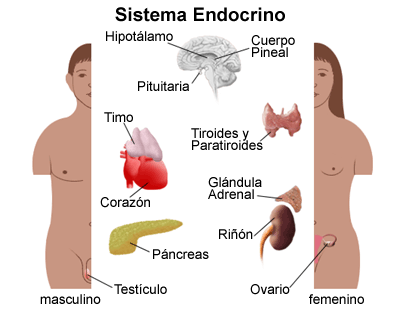 Resultado de imagen para el sistema endocrino