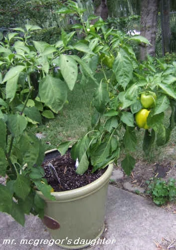 The "Four Ws" of Veggie Gardening
