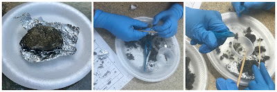 Owl pellet dissection, science programs for kids, STEM, STEAM