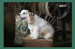 pictures of cocker spaniel dogs