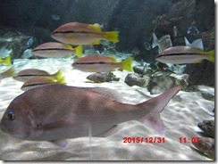 CIMG0069