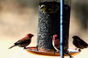 gold (top) and purple finches: a colorful, diverse mixture at the feeder