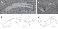 http://sciencythoughts.blogspot.co.uk/2013/12/a-scorpion-from-late-devonian-of-south.html