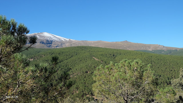 Umbría la Mata, Sierra Nevada