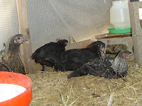 Left to right - Bantam mix, Tiny Black Copper Marans next to standard sized pullet Marans, and another Bantam mix