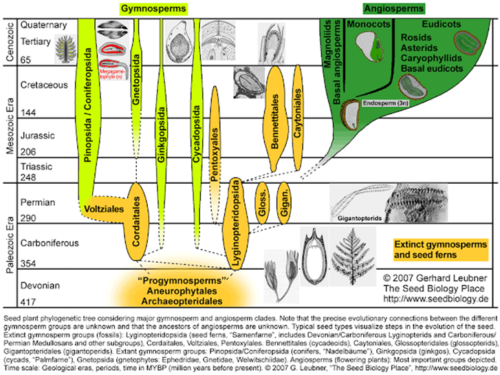 Un abominable misterio. Dendrograma cronocalibrado que describe la cantidad de especies de cada linaje de plantas verdes, se puede apreciar que las plantas con flor experimentaron una diversificación rápida en comparación con los demás grupos de plantas.