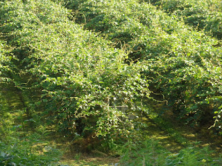 Plantación de kiwis