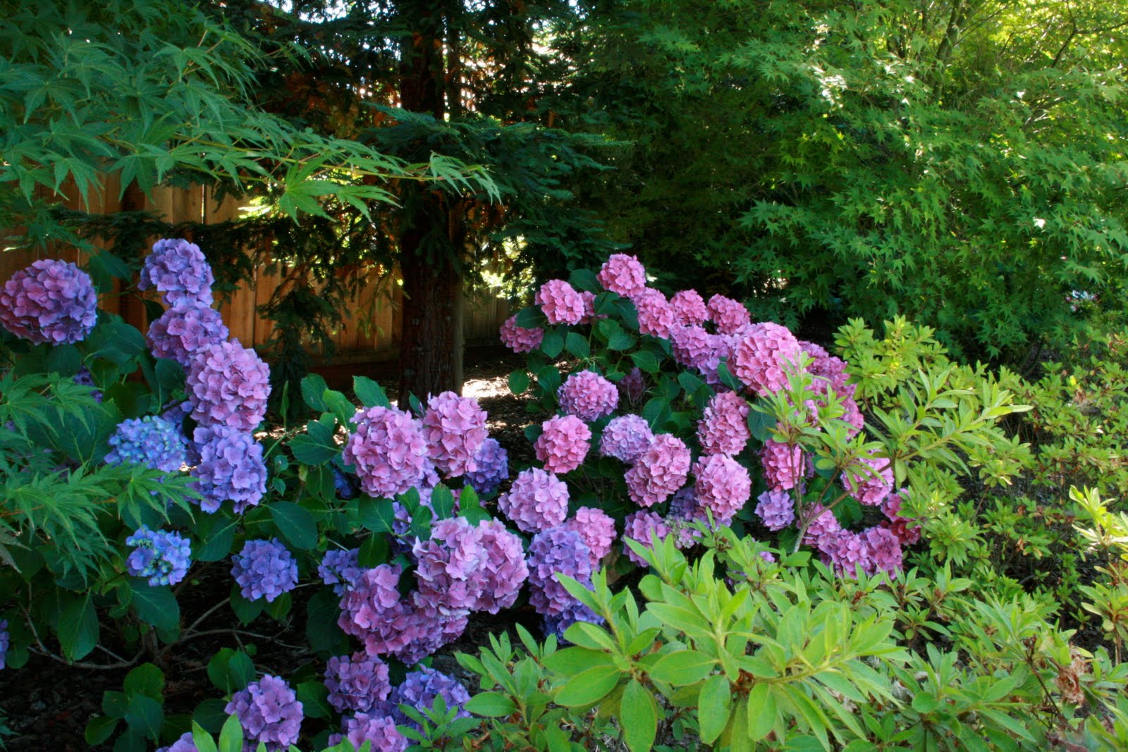 Image of Japanese maples and hydrangeas