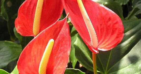 Download flowers for flower lovers.: Anthurium flamingo flowers.