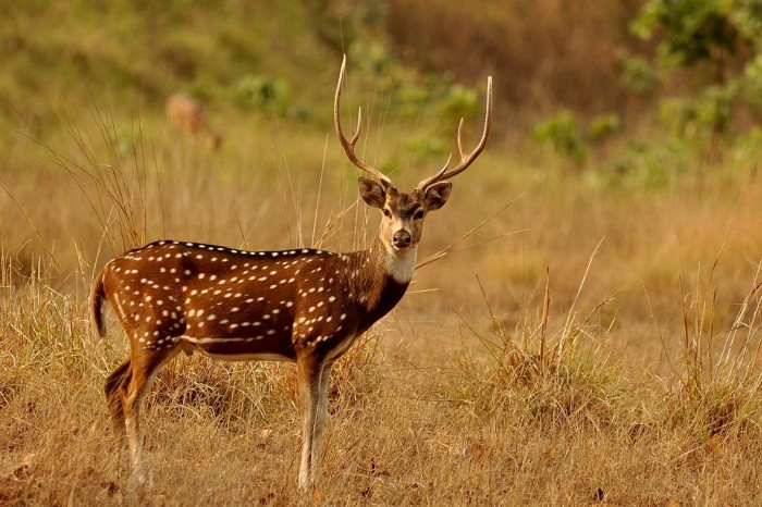 Gambar Rusa Hutan Terbaru 