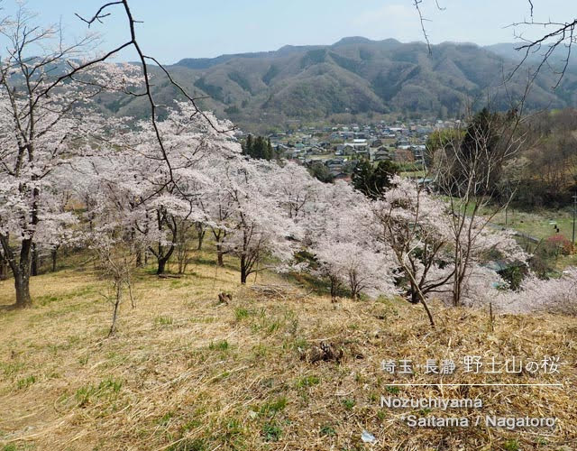 長瀞･野土山の桜
