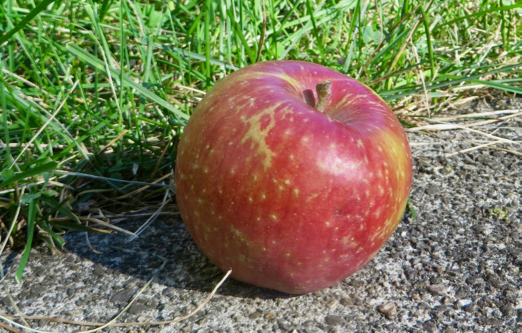 Red-streaked apple with large tan dots