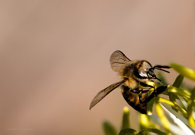 Bee Close-Up Photography Cape Town Canon EOS 70D