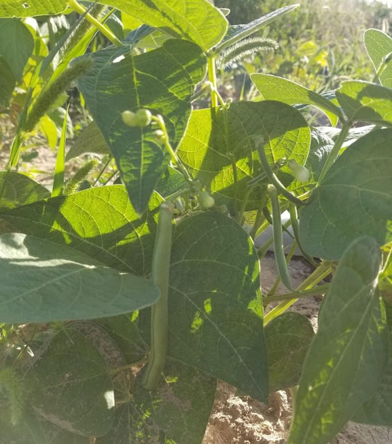 growing green beans