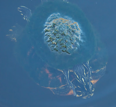 Florida Red-bellied Turtle (Pseudemys nelsoni)