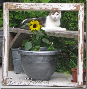 Stalker cat