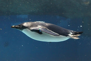 Adelie Penguin