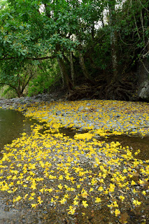 Yellow Flowers at Rio Viejo, Puriscal