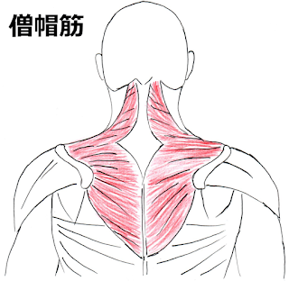 神戸やすらぎ訪問マッサージ　肩こりの原因　僧帽筋