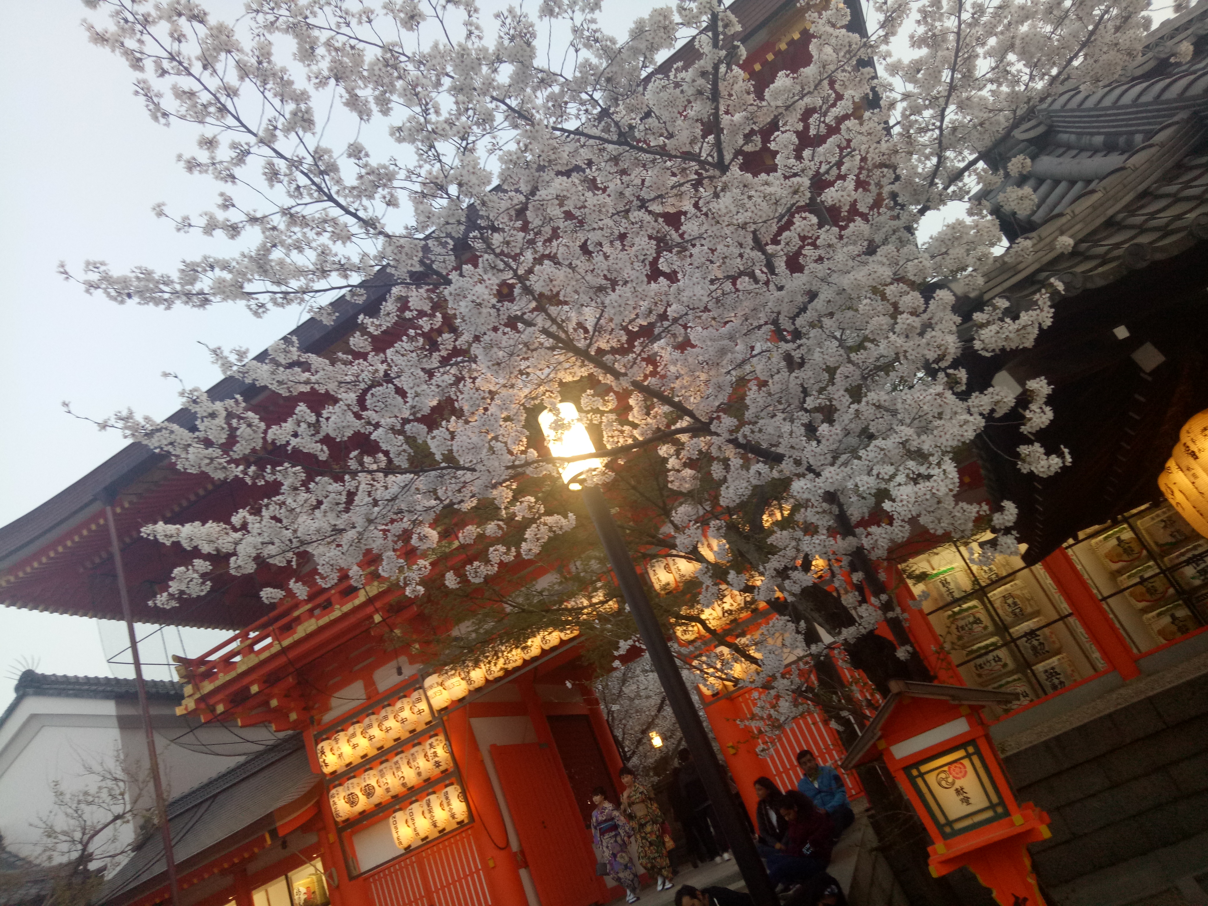 Travelog Japan, Spring: Sakura di Kyoto
