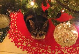 Suzi the cat under the Christmas tree