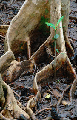 buttress roots