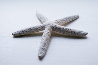 photo of a white starfish