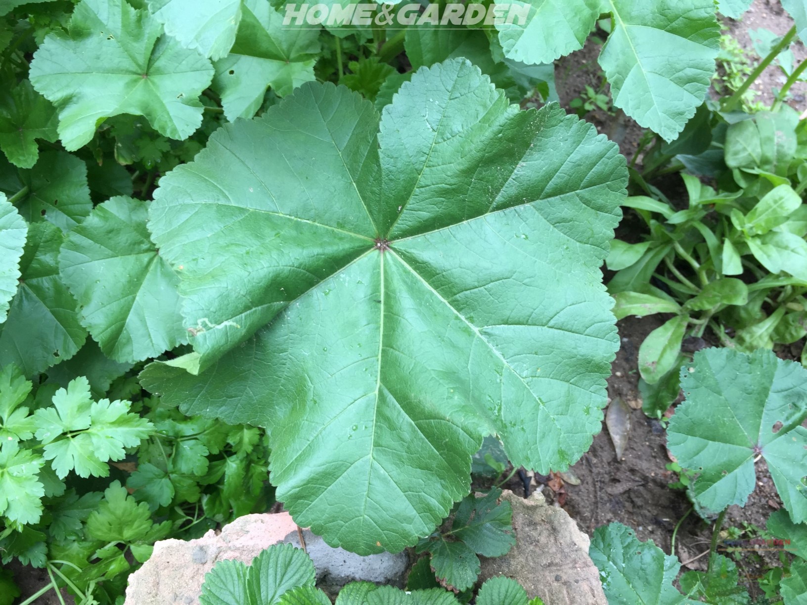 Mallow plant or "malva" is a nutritious, medicinal and edible green leaf weed that is native to Europe but grows all over the world in a variety of climates and soil conditions.