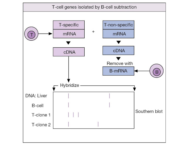 Isolation of T‐cell receptor genes