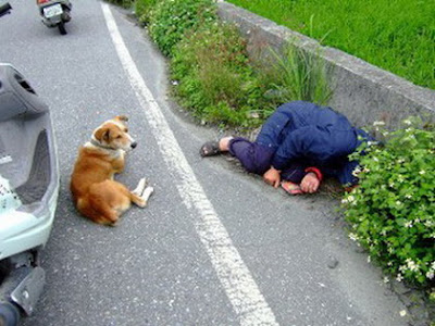 Loyal Dog Guards His Drunken Owner