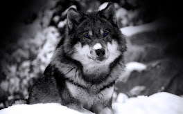 Wolf In Snow