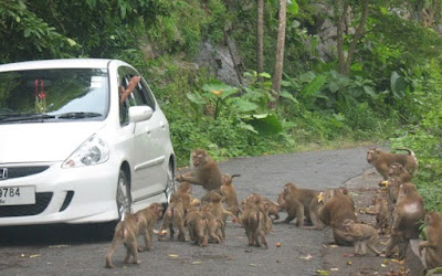 Monkeys beseiging another car :)