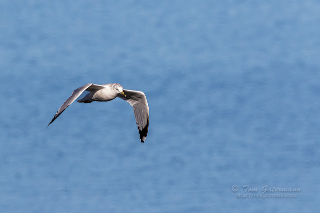 On a sunny day, a ring-billed gull flies over the southern end of Onondaga Lake.