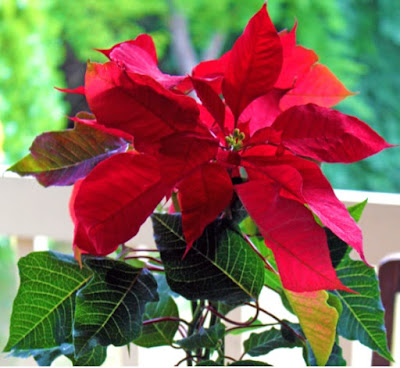 Poinsettias are a gift from our Creator and associated with Jesus