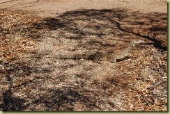 Perentie Lizard