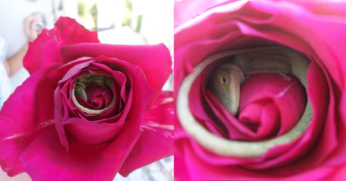 Stunning Pictures Depict A Lizard That Fell Asleep Inside A Rose