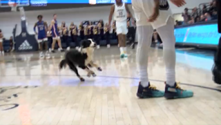 Dog runs onto basketball court, American vs. George Washington, 12/10/2022