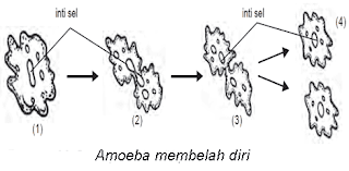 MAKALAH PERKEMBANGBIAKAN MAKHLUK HIDUP