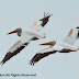 American White Pelicans at Jamaica Bay Queens NY...