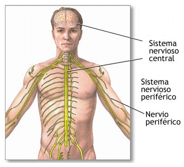 funciones del cerebro humano. cerebro humano.