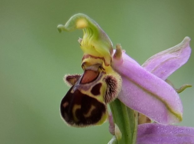 Bijenorchis
