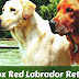 Labrador Retriever - Lab Dog Info